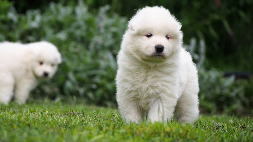 Samoyed, samojed, szczeniak, FCI, ZKwP, Krakow