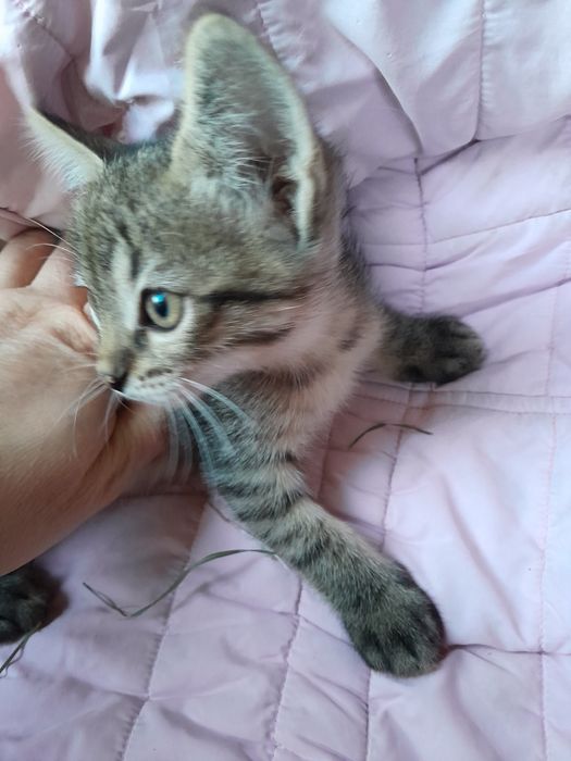 Котята в добрые руки.