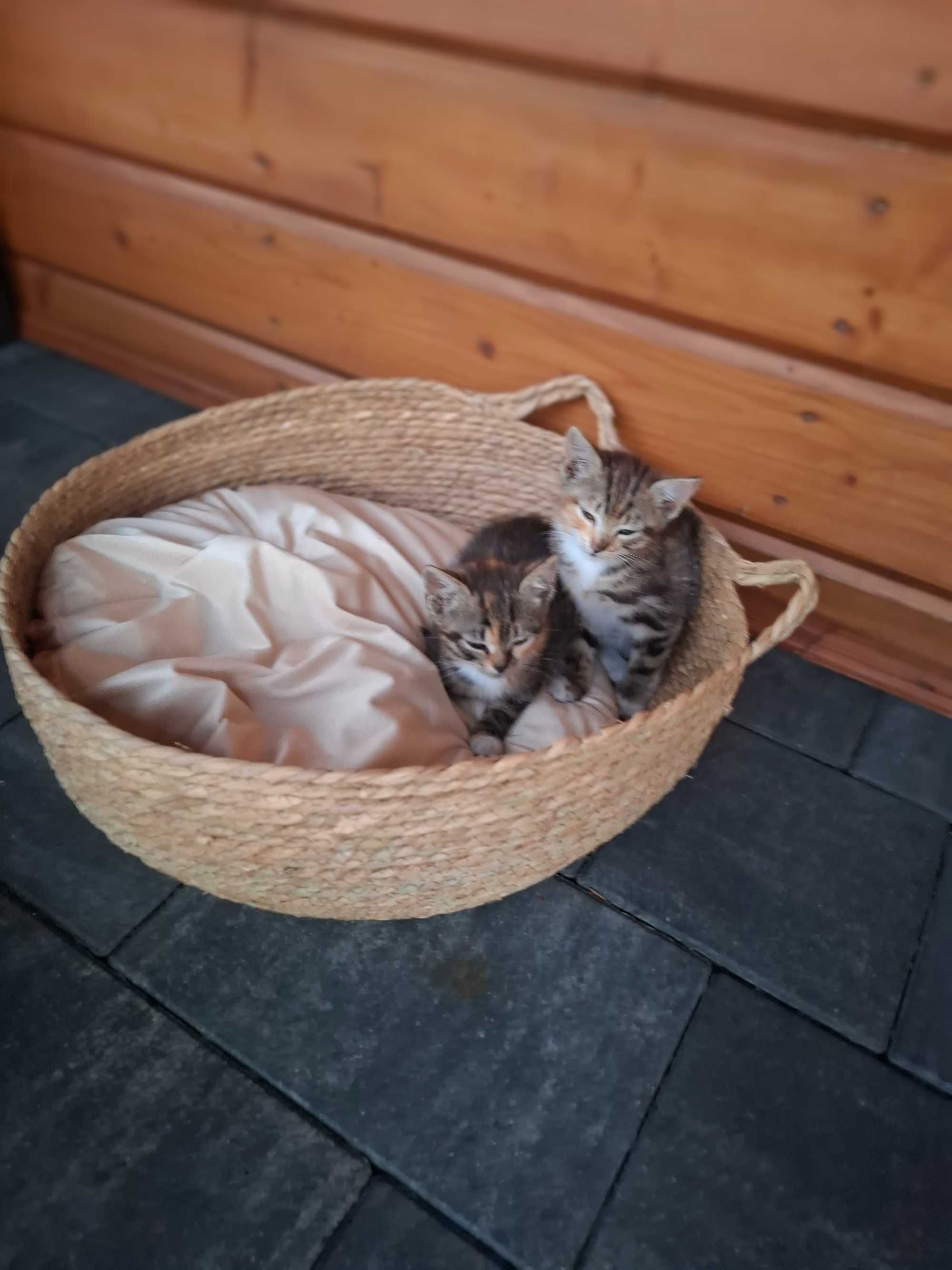 Śliczne kotki do oddania