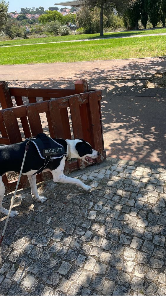 Passear Cães Sobreda / Charneca da Caparica