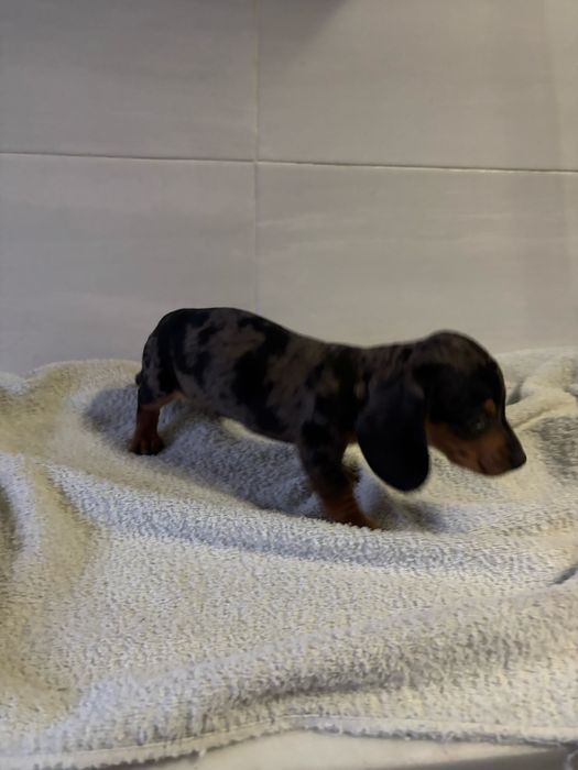 Teckel macho miniatura