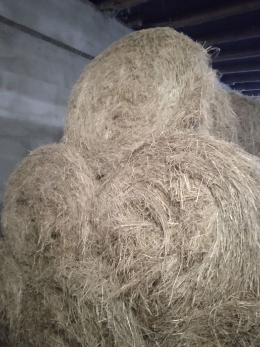 Siano w belach 125