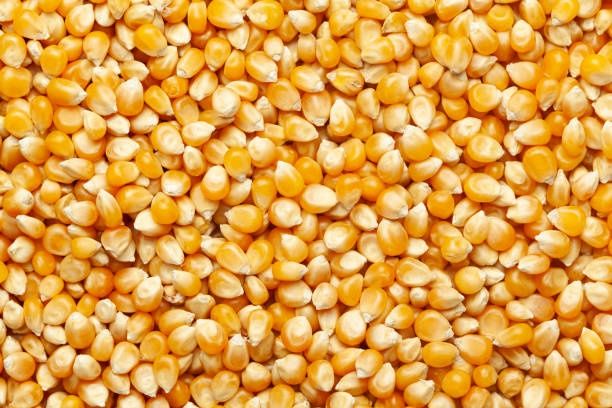 Продам кукурузу пшеницу