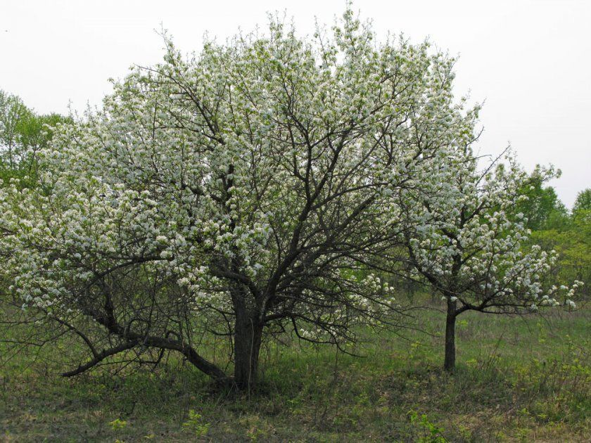 Продам участик Село Хотянівка