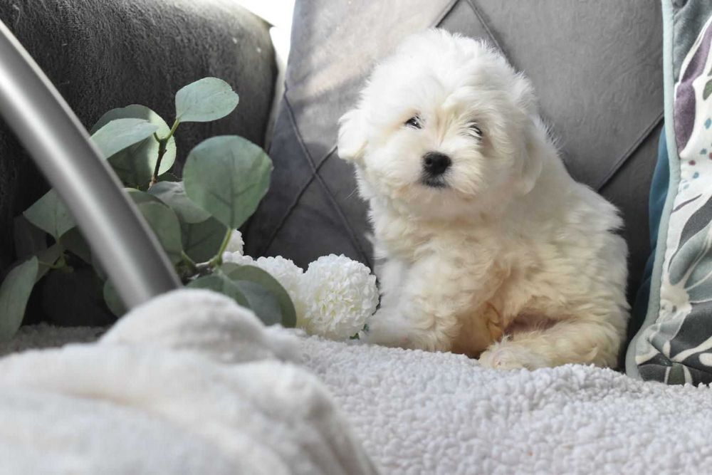 Bichon maltês.  Maravilhoso. Branco. Menino.