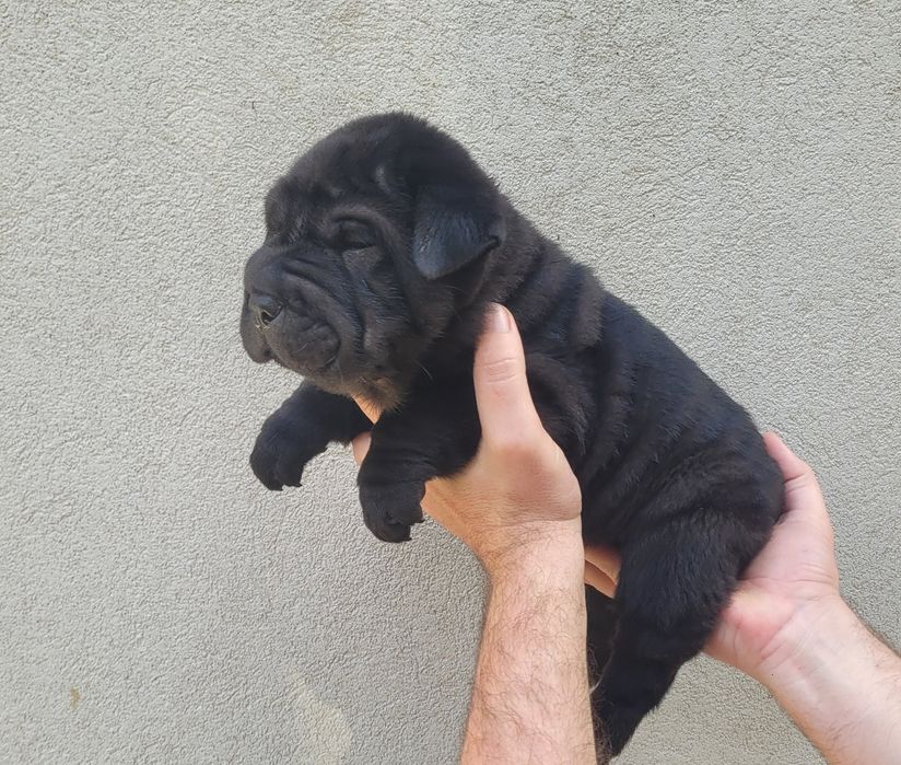Sharpei preto macho