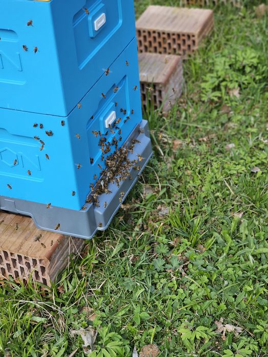 Ule wielkopolskie z  pszczolami rodzinami sklenar g10 h47 alpejka