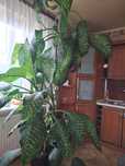 Difenmbachia kwiat 240cm