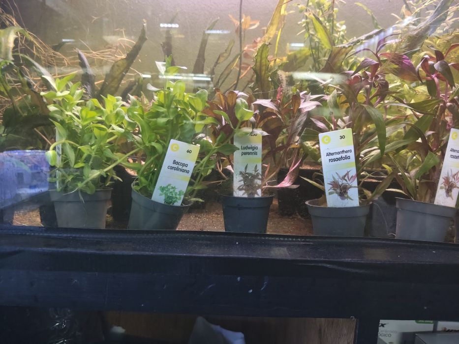Plantas  aquário