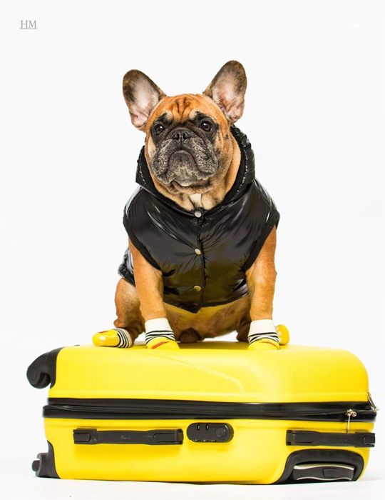 Одяг для собак опт, одяг для тварин оптом, одежда для собак