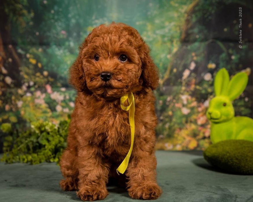 Той пудель дівчинка