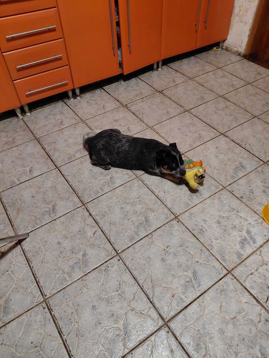 Suczka Australian Cattle Dog