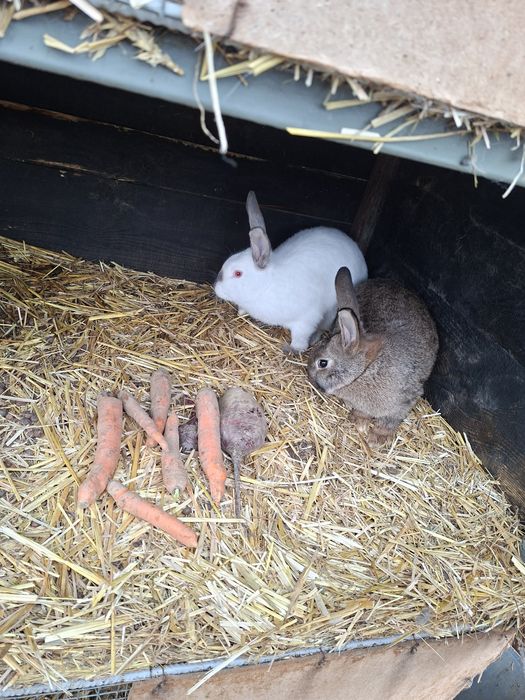 Króliki samiec belg i młode mieszańce