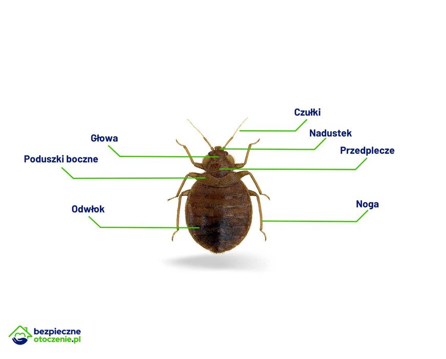 Usuwanie Pluskiew, Odpluskwianie, Dezynsekcja Warszawa