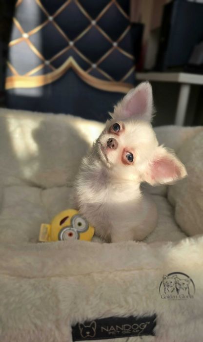 Śnieżnobiała długowłosa  chihuahua FCI gotowa do odbioru