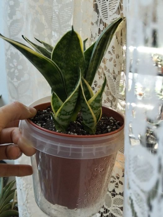 Сансивьерия Ханни Маргината