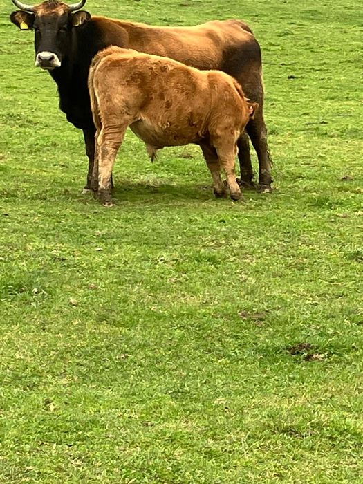 Byki jałówki z wolnego wybiegu perfekcyjne odsadki
