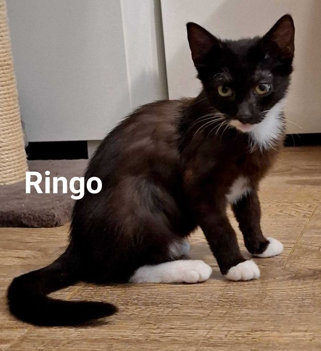Ringo i Rożek, dwie piękne, zielonookie dziewczynki