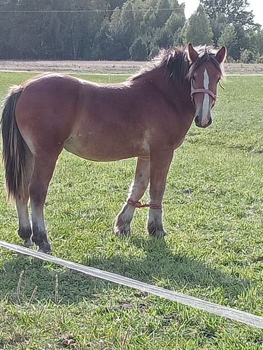 Sprzedam źrebicę zimnokrwiste