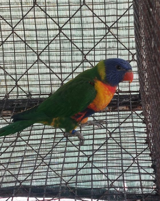 TRÊS Loris Molucanos 2025 sexados