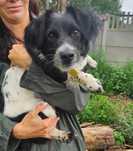 Piesek do adopcji