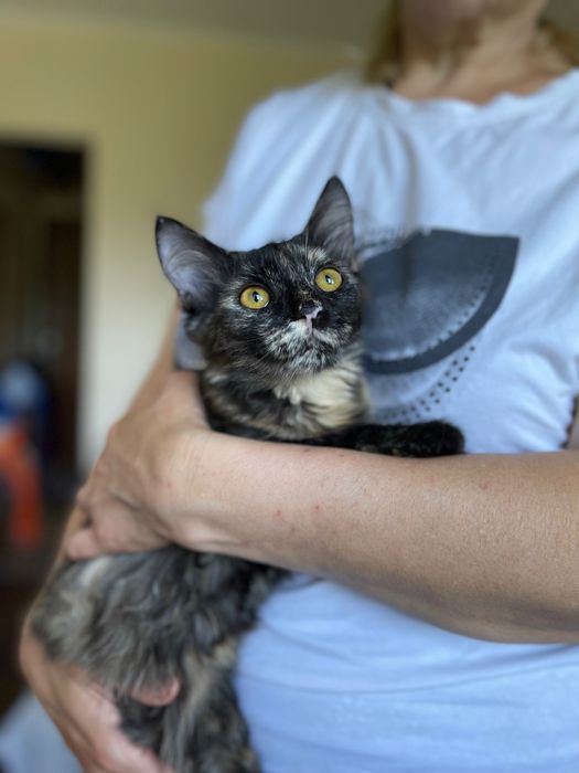 Котята отдам котенок девочка
