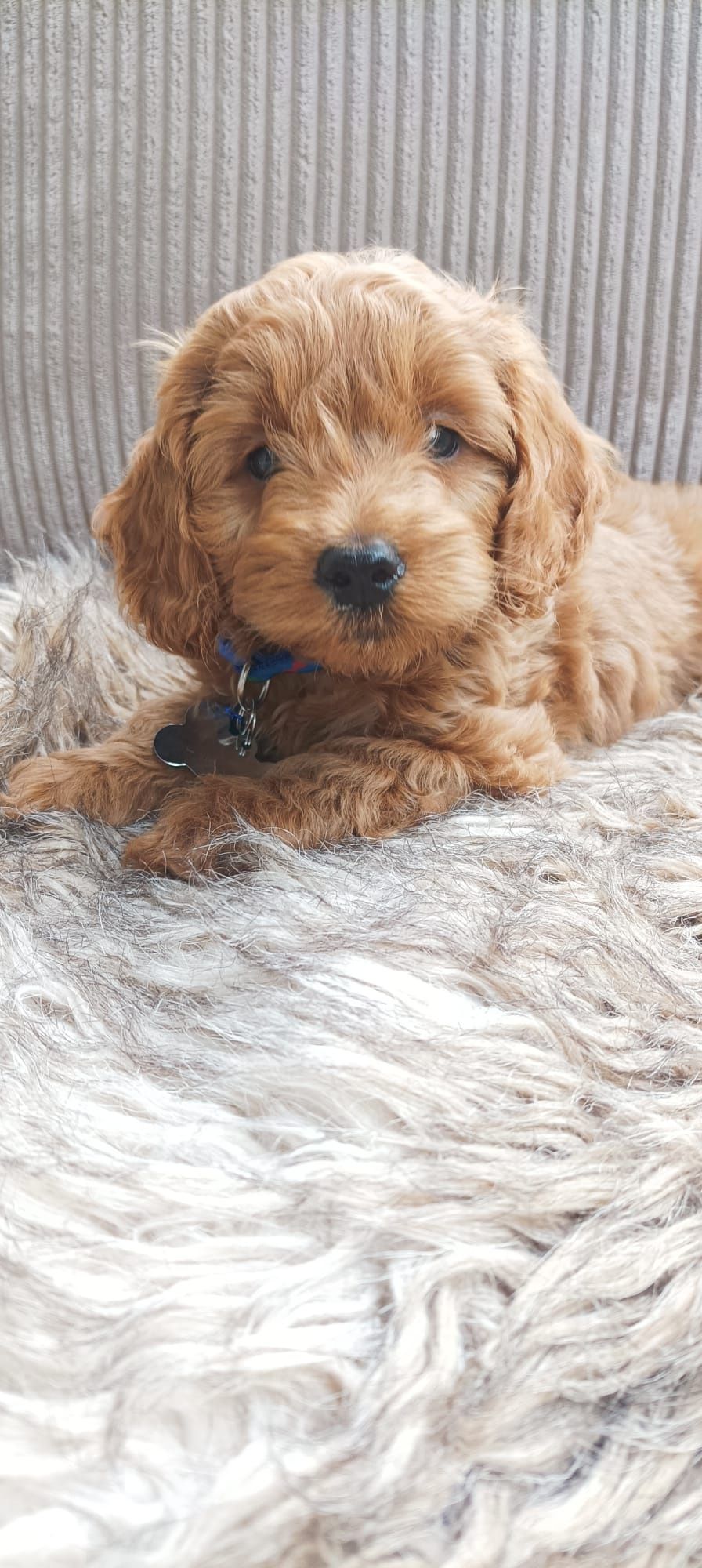 Cavapoo F1B Cavapoo&Pudel Miniaturowy