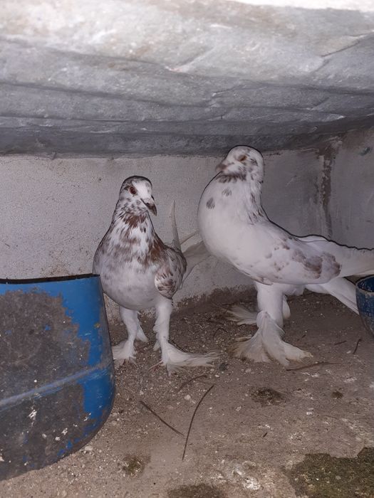 Pombos de papo de ar