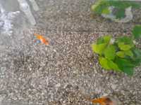 Gold fish + tank FOR FREE