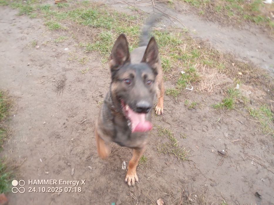 owczarek belgijski pies 10 miesięcy rodowód po szkoleniu