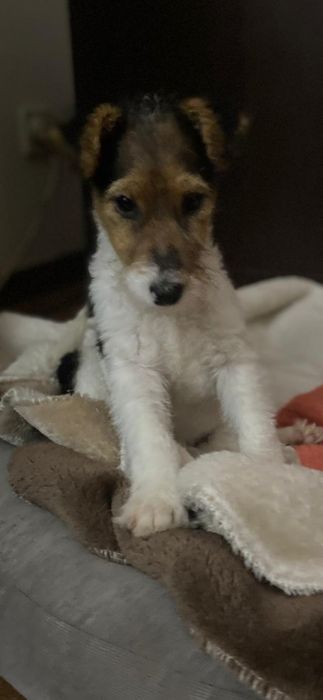 Fox Terrier  (Fêmea)