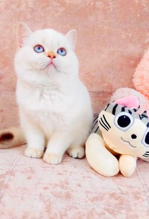 Неймовірна красуня дівчинка шиншилка