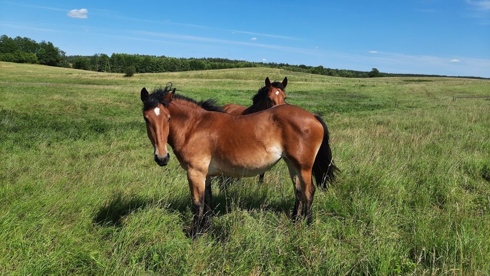 Sprzedam konie polskie zimnokrwiste