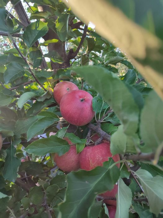 Продам сортове яблуко