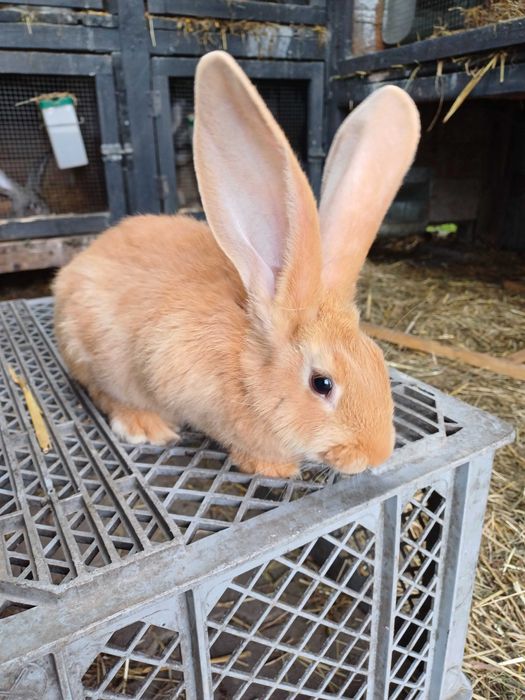 Olbrzym belgijski zolty
