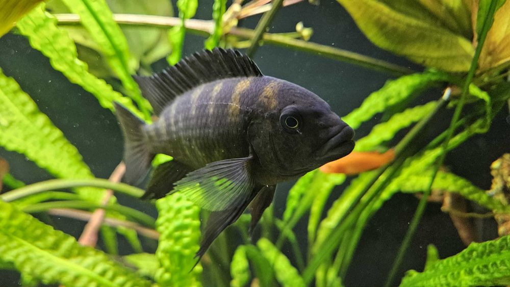 Sprzedam Pyszczak Szerszeń dorsorly 2 letni okolo 12-15cm