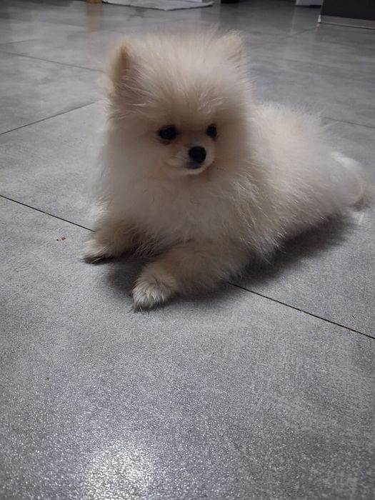 Pomeranian z paszportem,piesek 6 miesięcy