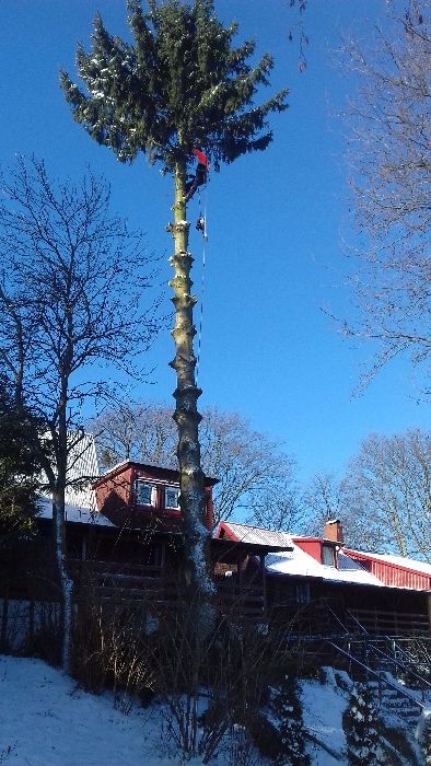 Przycinka i Wycinka Drzew Metodą Alpinistyczną IŁAWA i OKOLICE