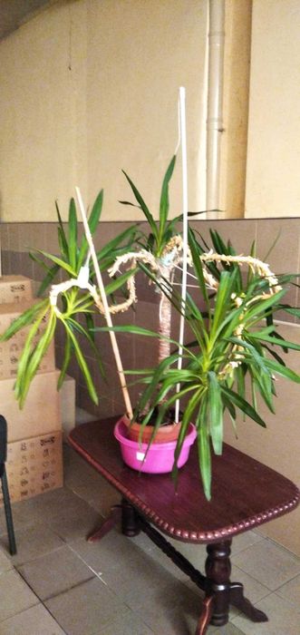 Yucca duża rozłożysta z doniczką