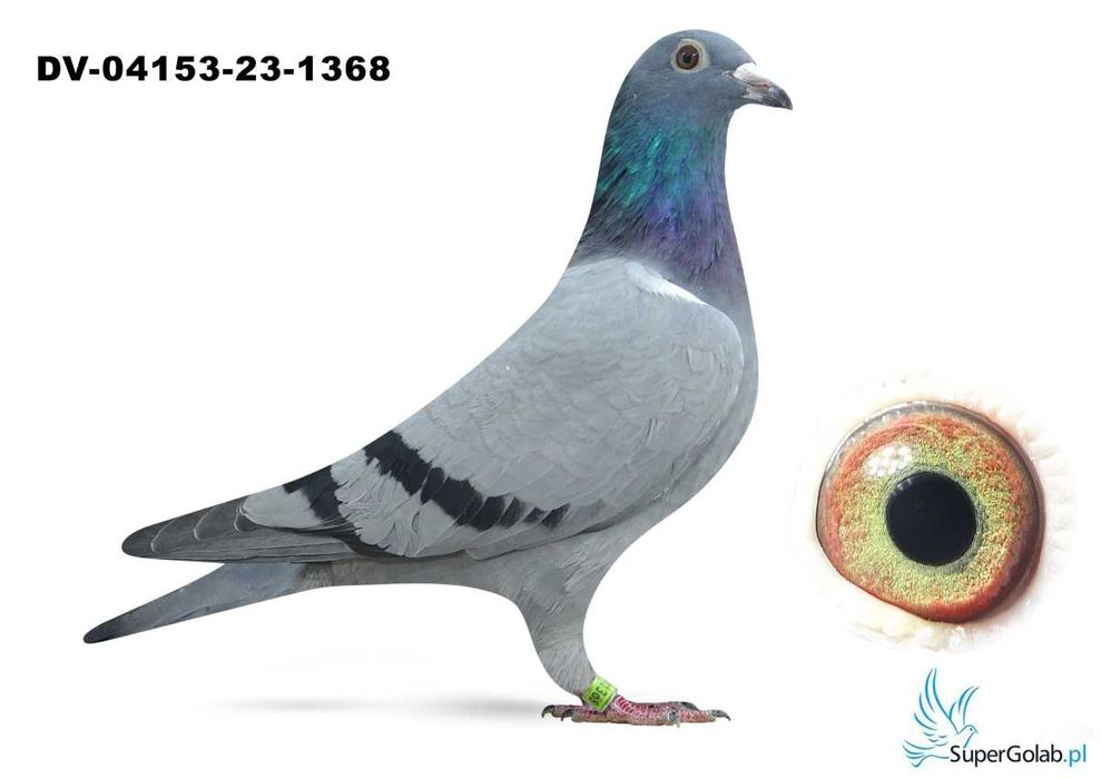 Samica,Gołębie Pocztowe,Golebie,Hartmut Will