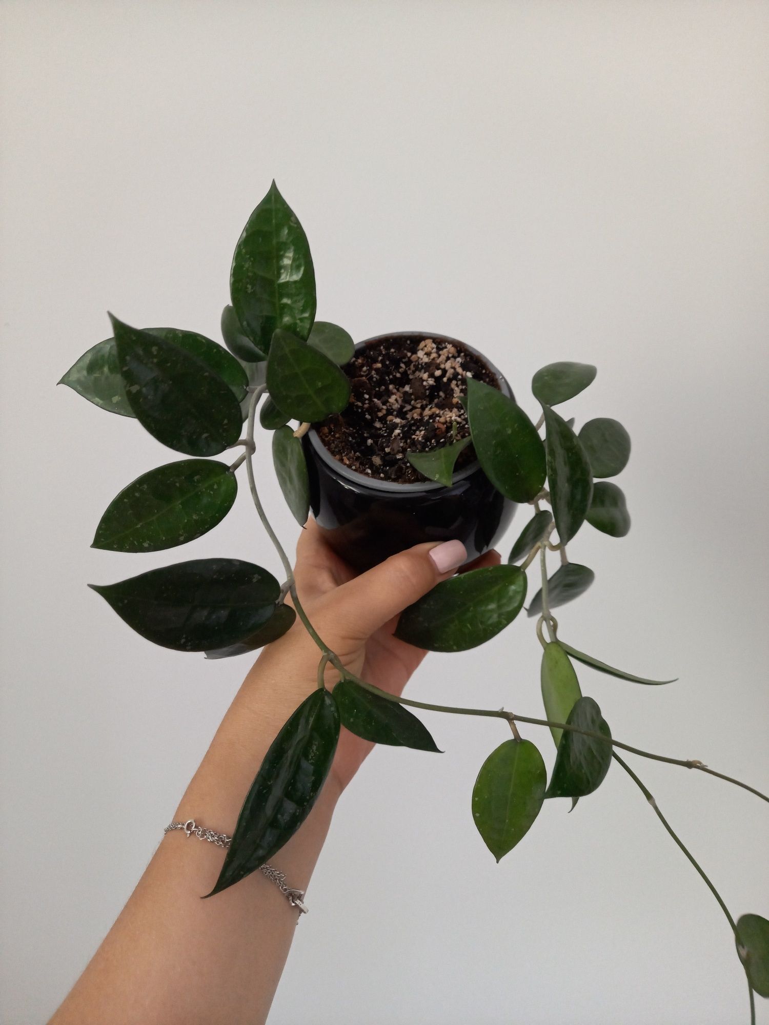 Hoya Parasitica Black Margin