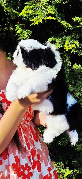 Wyjątkowej urody dziewczynka ZKWP /FCI/