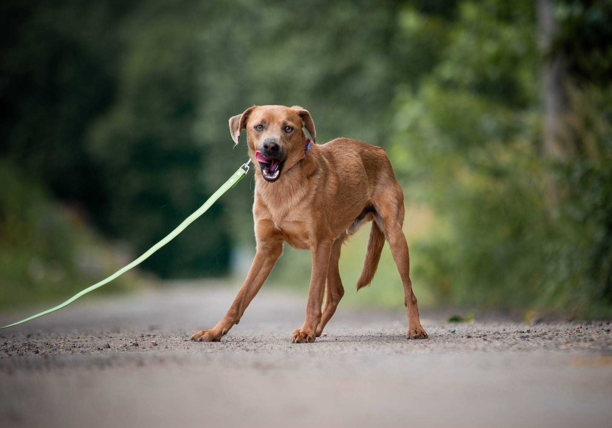 Ulek - młody psiak szuka nowej rodziny ADOPCJA