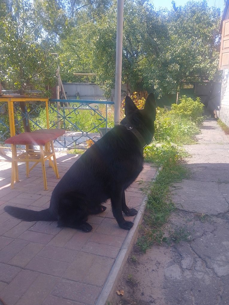 Вязка восточноевропейских овчарок