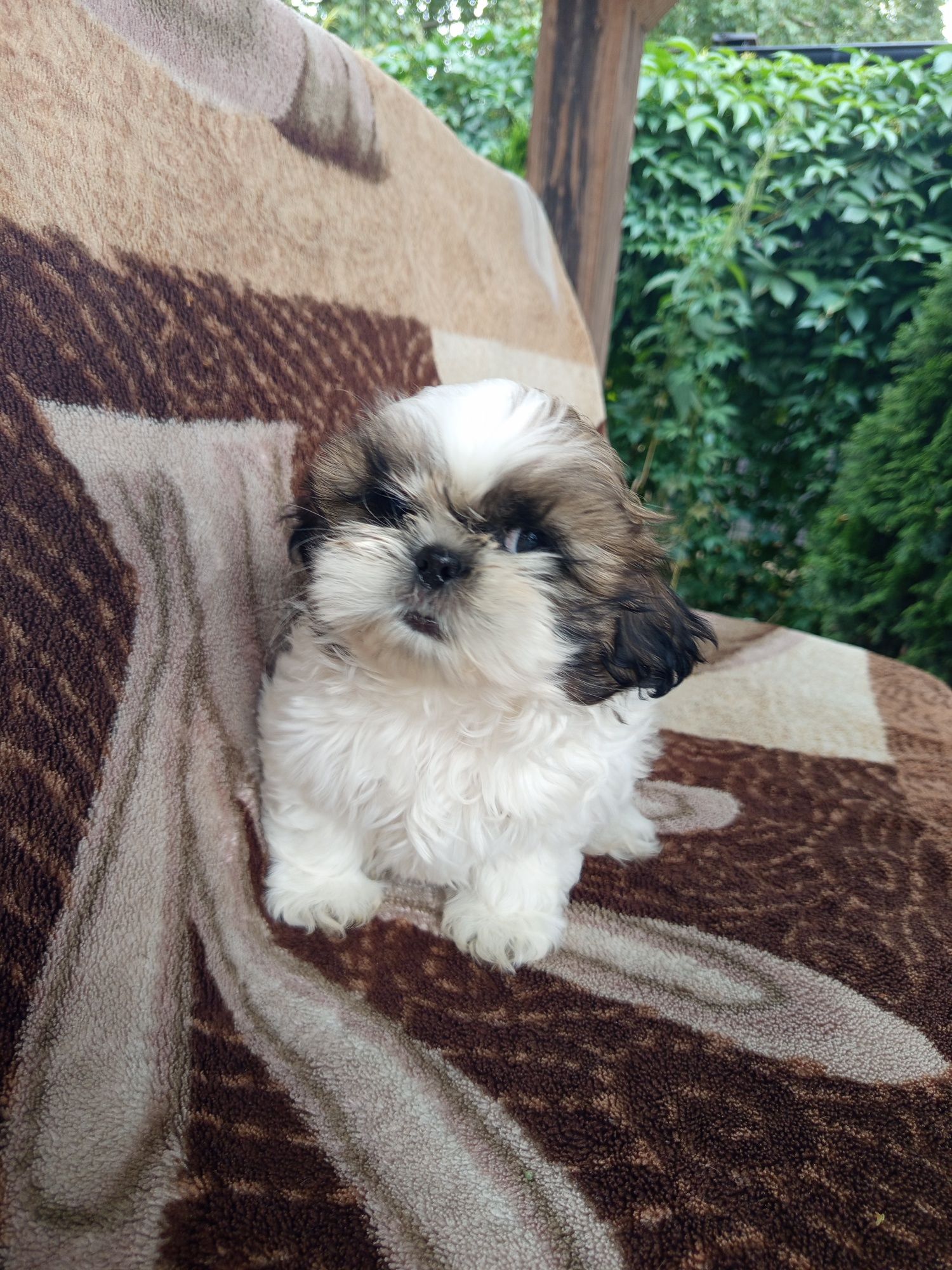 Śliczny piesek shih-tzu z rodowodem