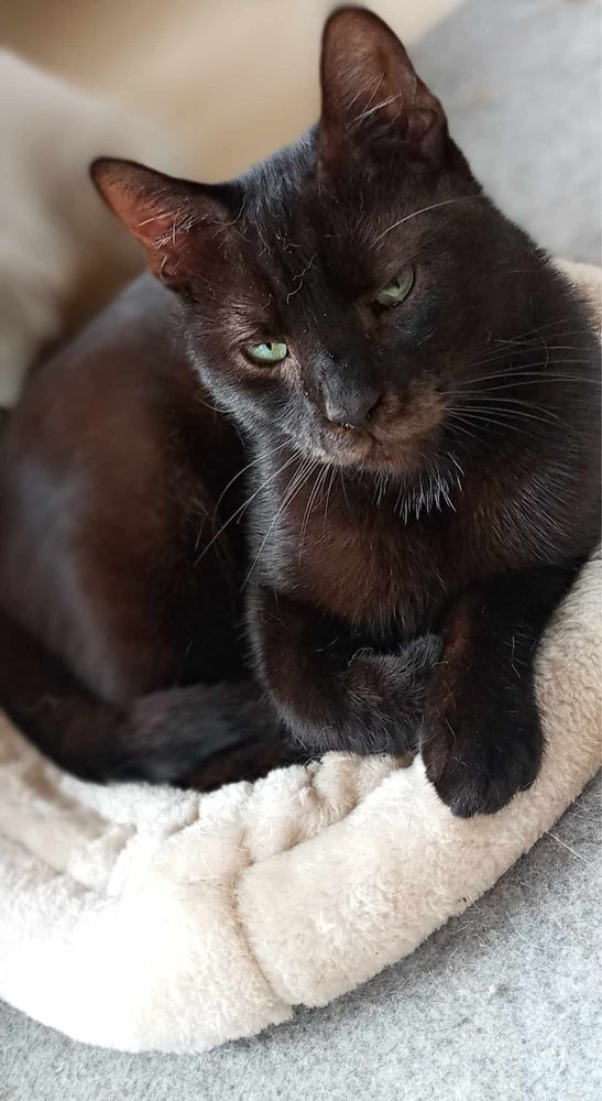 Czarne koty do adopcji