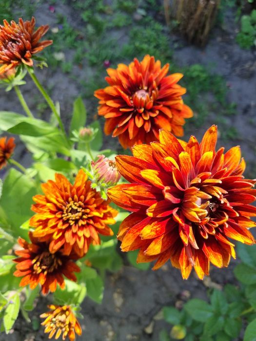 Рудбекия махровая неприхотливая