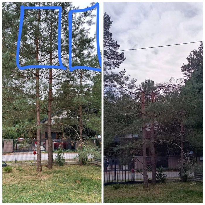 Wycinka drzew przedmuchy nawadniania liście cięcia pilegnacyjne lampki