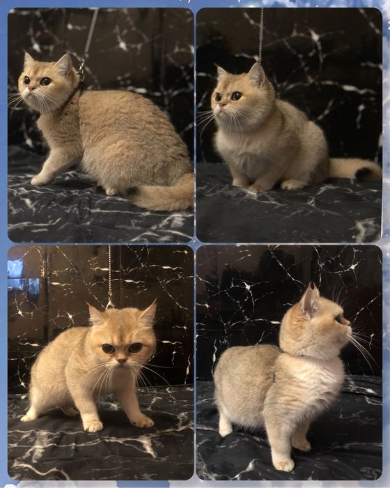 Британская шиншилла BRI ny11 Девочка ТОРГ!