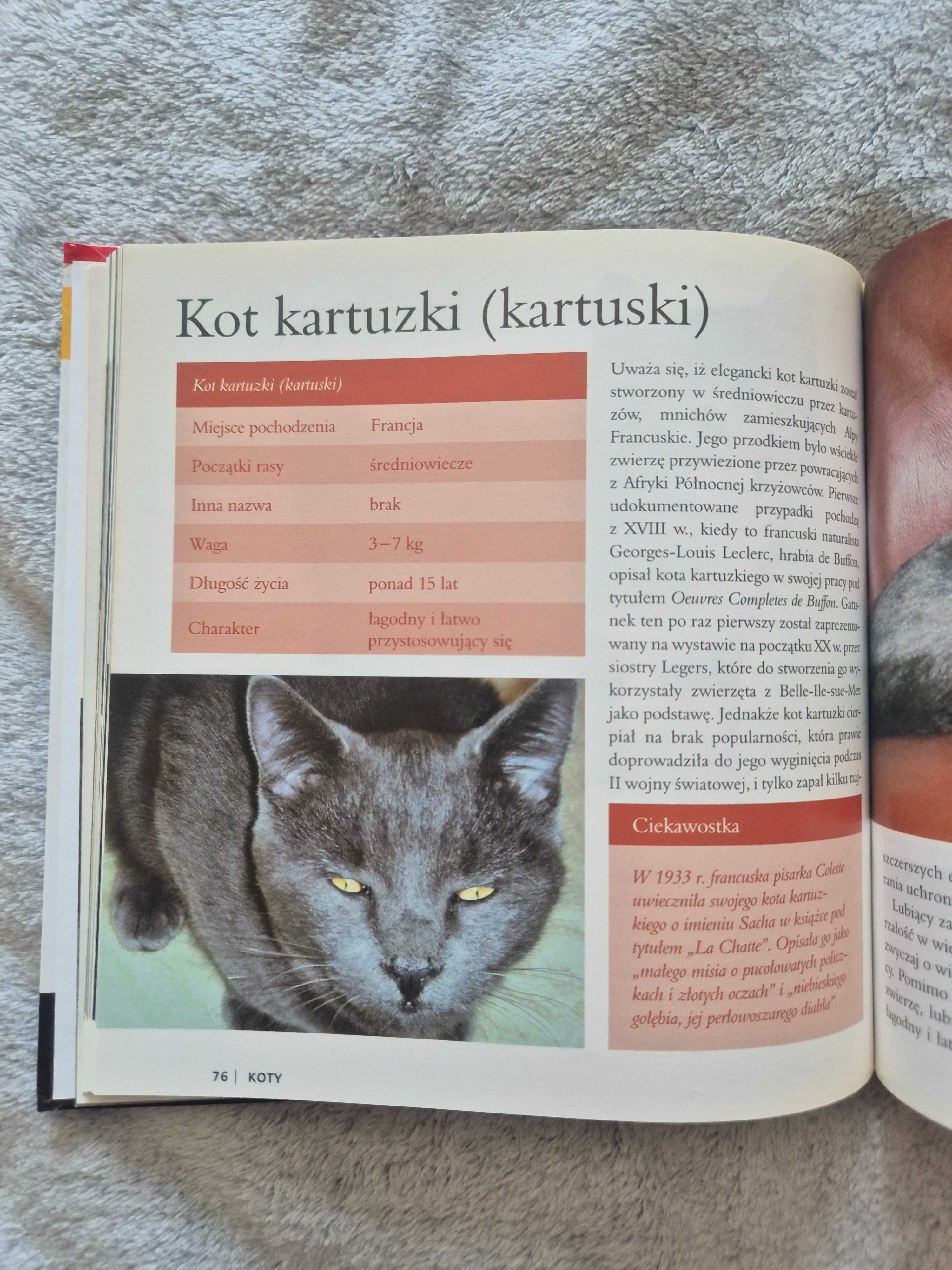 Książka o kotach